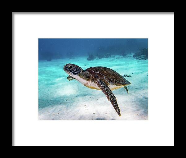 Turtle Framed Print featuring the photograph Sea Turtle by Brian Weber