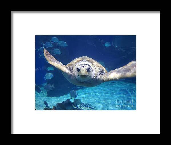 Turtle Framed Print featuring the photograph Sea Turtle by Elena Pratt