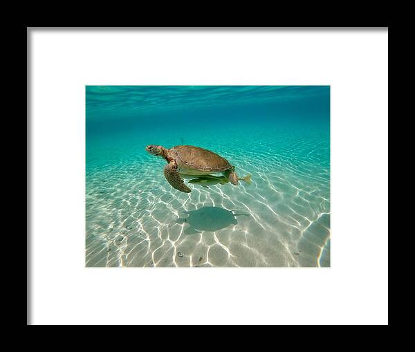 Sea Turtle Framed Print featuring the photograph Sea Turtle by Kelly Smith