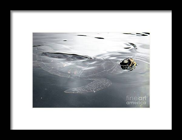 Maui Framed Print featuring the photograph Sea Turtle by Wilko van de Kamp Fine Photo Art