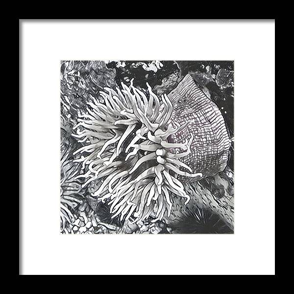 Sea Urchin Framed Print featuring the photograph Sea Urchin by Juliette Becker