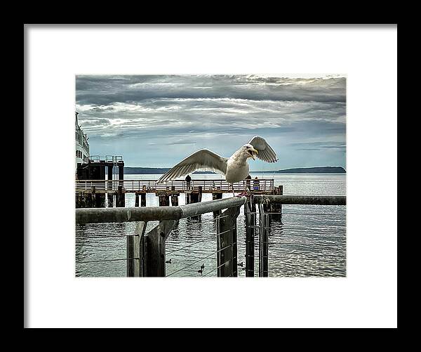 Seagull Framed Print featuring the photograph Seagull on the move by Anamar Pictures