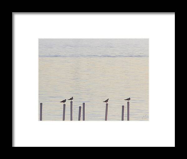 Seagulls Framed Print featuring the photograph Seagull Sentry by D Lee