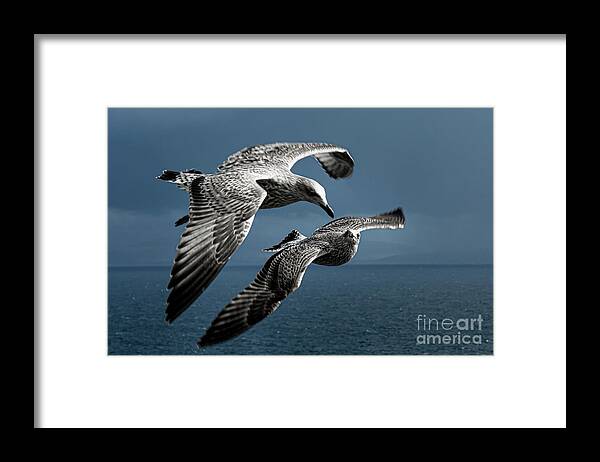 Bird Framed Print featuring the photograph Seagulls Flying Formation by Andreas Berthold