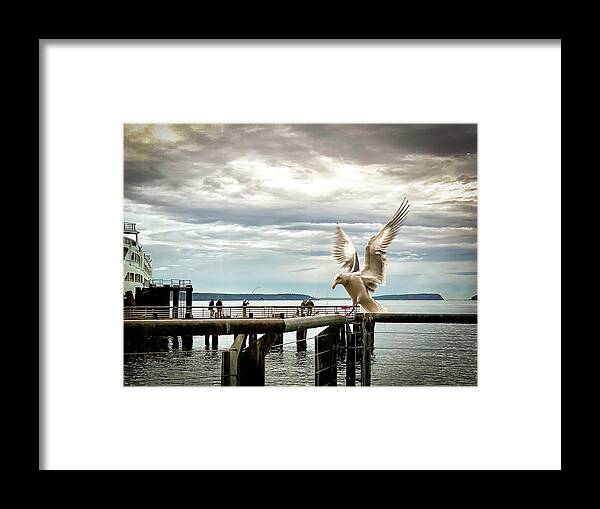 Seabird Framed Print featuring the photograph Seagull's landing by Anamar Pictures