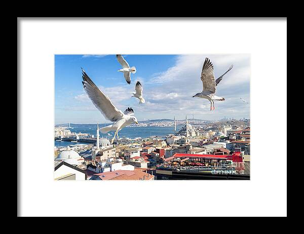 Turkey Framed Print featuring the photograph Seagulls of Istanbul by Anastasy Yarmolovich