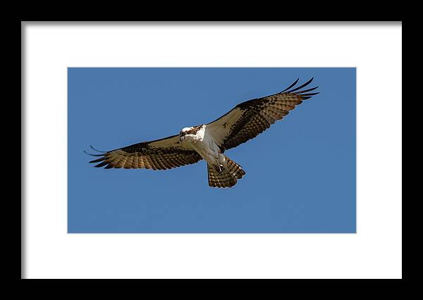 Osprey Framed Print featuring the photograph Searching by Cathy Kovarik