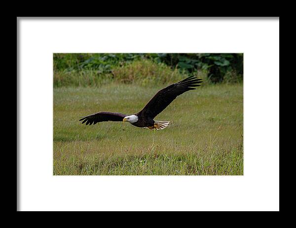 Eagle Framed Print featuring the photograph Searching by Les Greenwood