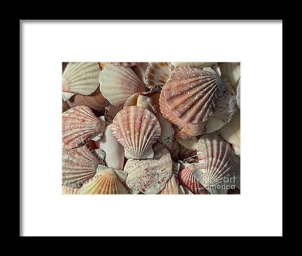 Shell Framed Print featuring the photograph Seashells by Cathy Donohoue