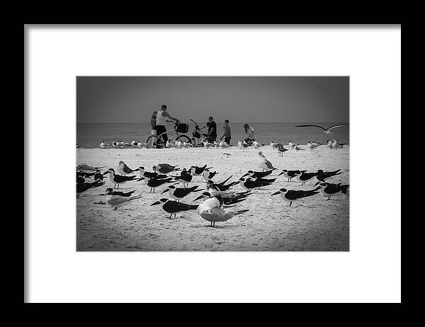 Beach Framed Print featuring the photograph Seaside Gathering by Vicky Edgerly