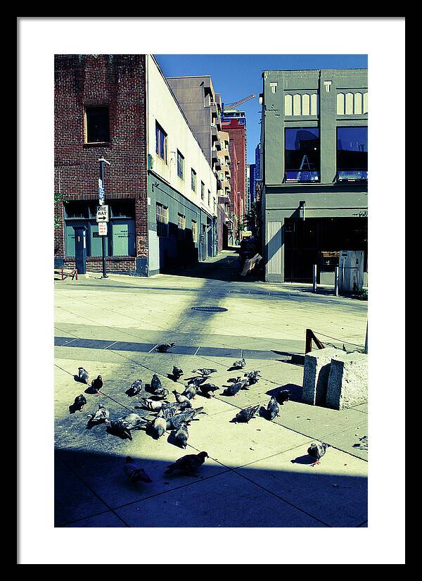 Washington Framed Print featuring the photograph Seattle Pigeons by Tara Krauss