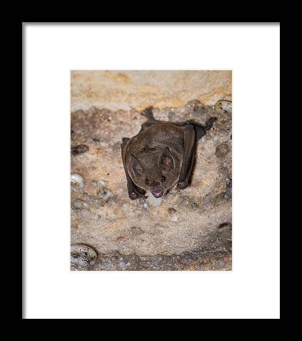 Caqueta Framed Print featuring the photograph Sebas Short Tailed Bat Puerto Arango Caqueta Colombia by Adam Rainoff