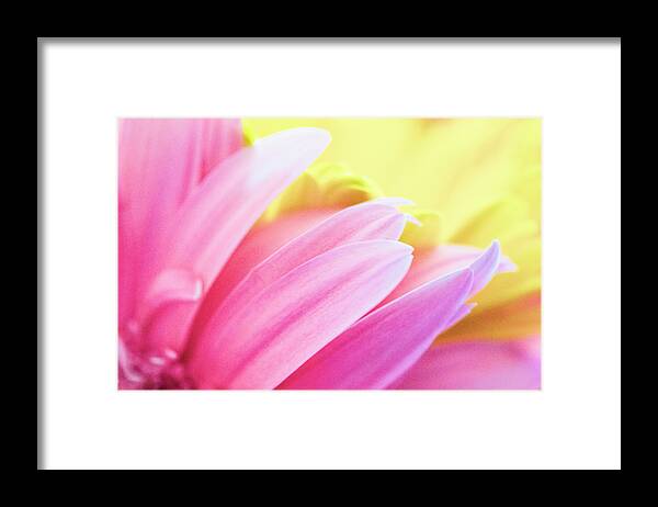 Pink And Yellow Framed Print featuring the photograph Second Nature by Christi Kraft