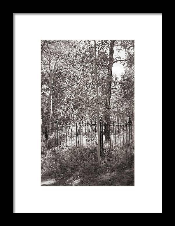 Light Through Trees Framed Print featuring the photograph See the Light by Cathy Anderson