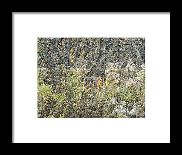 Autumn Framed Print featuring the photograph Seeing October Colors Inbetween the Brambles by Lise Winne