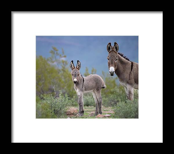 Wild Burro Framed Print featuring the photograph Self Assured by Mary Hone