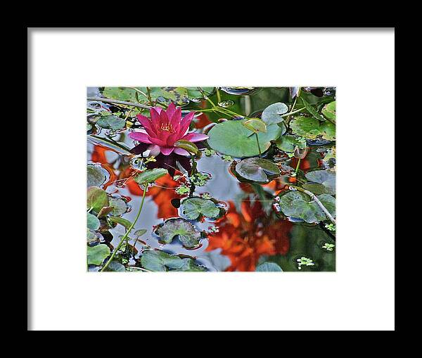 Waterlily: Water Garden Framed Print featuring the photograph September Rose Water Lily 1 by Janis Senungetuk
