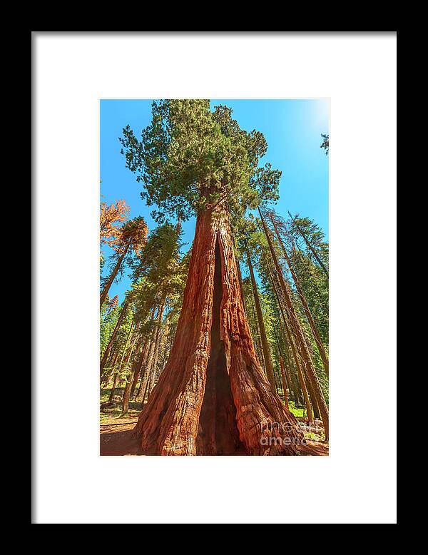 California Framed Print featuring the photograph sequoia tree in Sequoia NP by Benny Marty