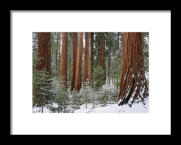 Sequoia National Park Framed Print featuring the photograph Sequoias Young And Old by Brett Harvey
