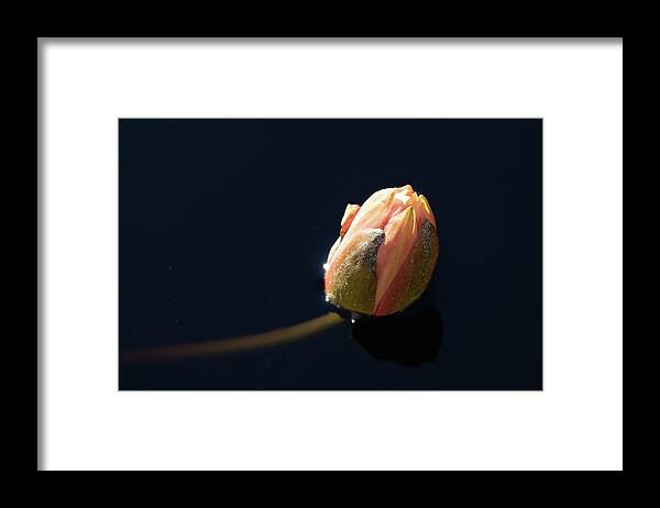 Fine Art Framed Print featuring the photograph Serenity by Kim Sowa
