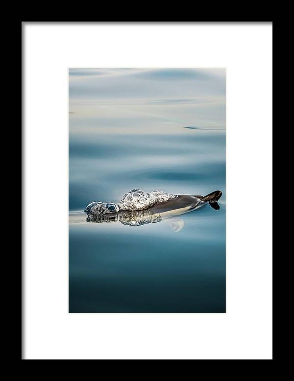 Dolphin Framed Print featuring the photograph Serenity by Sina Ritter
