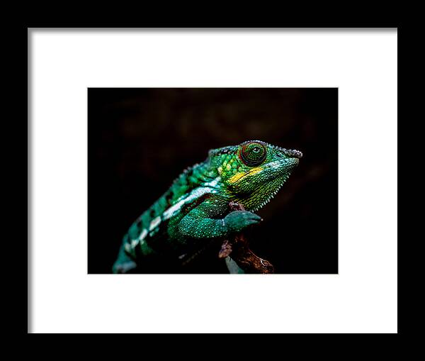 Leaf-tailed Gecko Framed Print featuring the photograph Serie di foto in ambiente controllato di diverse famiglie e tipi di Camaleoni, Iguana e rettili squamati by Roberto Bordieri Photographer
