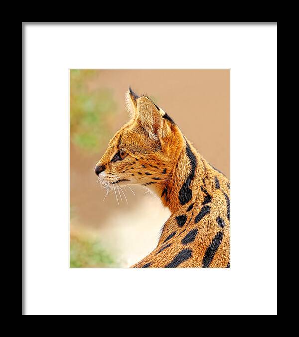 Kj Swan Mammals Framed Print featuring the photograph Serval - Extreme Hunter by KJ Swan