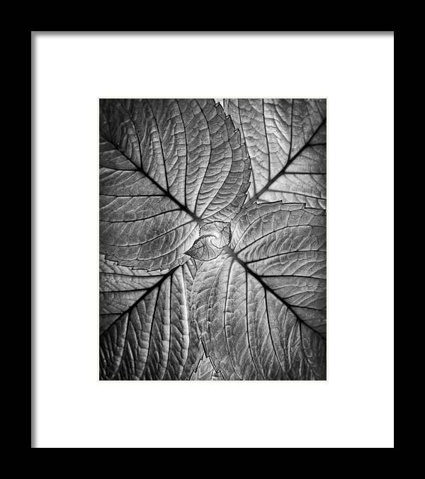 Leaves Framed Print featuring the photograph Sevael by Tom Gehrke