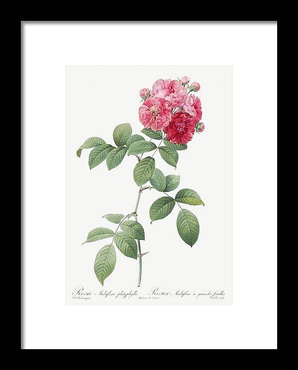 Antique Framed Print featuring the painting Seven Sisters Roses also known as Multiflora Rose with Large Leaves Rosa multiflora platyphylla from by Les Classics