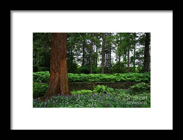 Shaded Garden Framed Print featuring the photograph Shaded Garden by Rachel Cohen