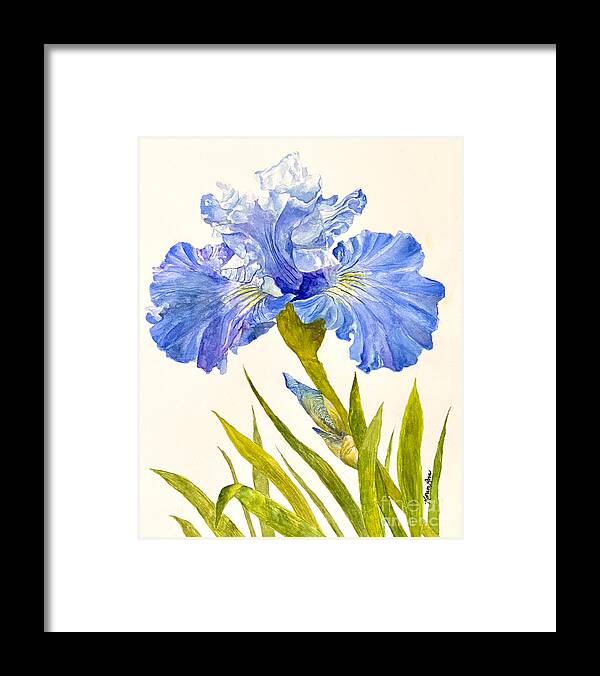 Blues Framed Print featuring the painting Shades of Blue Iris by Karen Ann