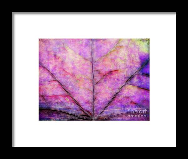 Purple Framed Print featuring the photograph Shades of Purple by Elaine Teague