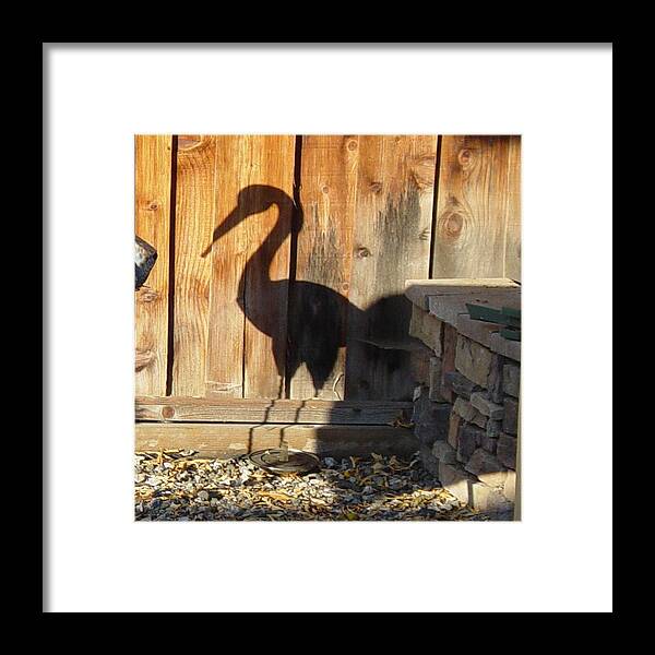Shadow Framed Print featuring the photograph Shadow Bird by Hank Gray