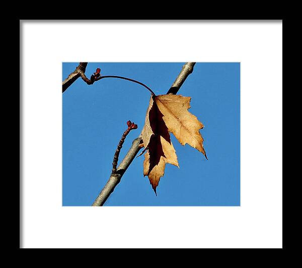 Autumn Framed Print featuring the photograph Shadows of Autumn by Sarah Lilja