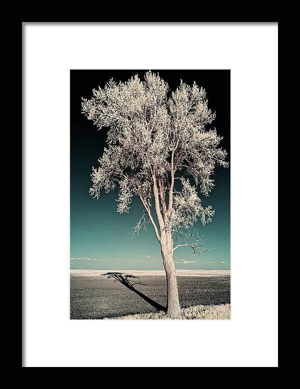 Tree Framed Print featuring the photograph Shadowscape - A lone tall cottonwood casts a long shadow on ND field by Peter Herman
