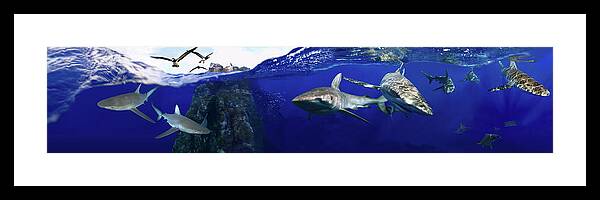 Sharks Framed Print featuring the digital art Shark scene by Artesub