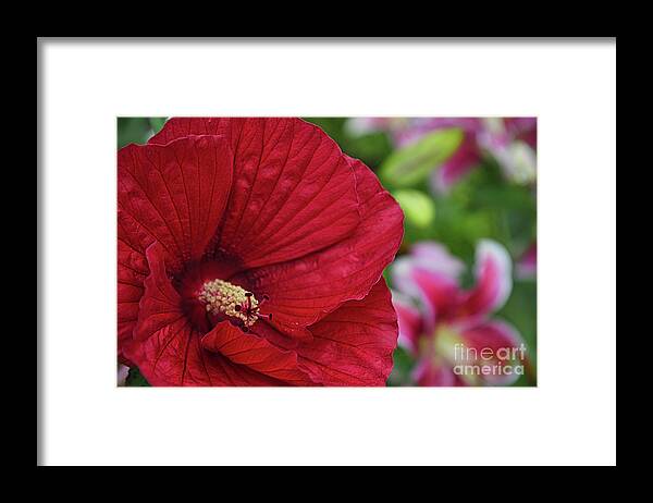 Flower Framed Print featuring the photograph Sharp Hibiscus Flower by Amy Dundon