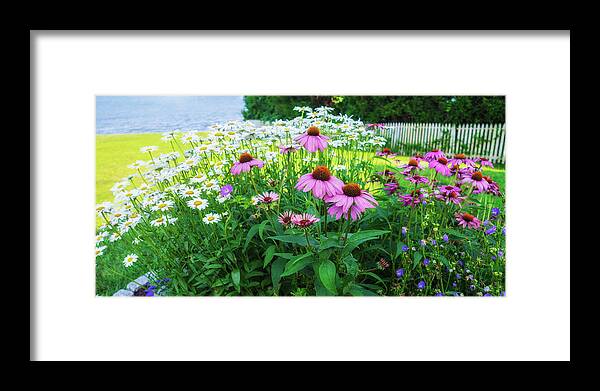 Sea Framed Print featuring the photograph Shasta Daisy Purple Coneflower Panorama by Marianne Campolongo
