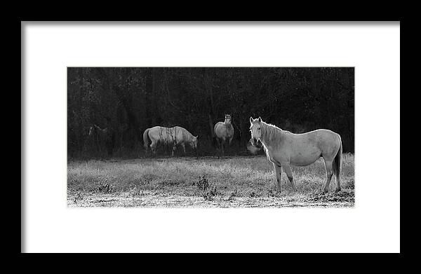 Shawnee Framed Print featuring the photograph Shawnee Herd by Holly Ross