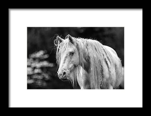 Black And White Framed Print featuring the photograph Shawnee Mare and Dogwoods by Holly Ross