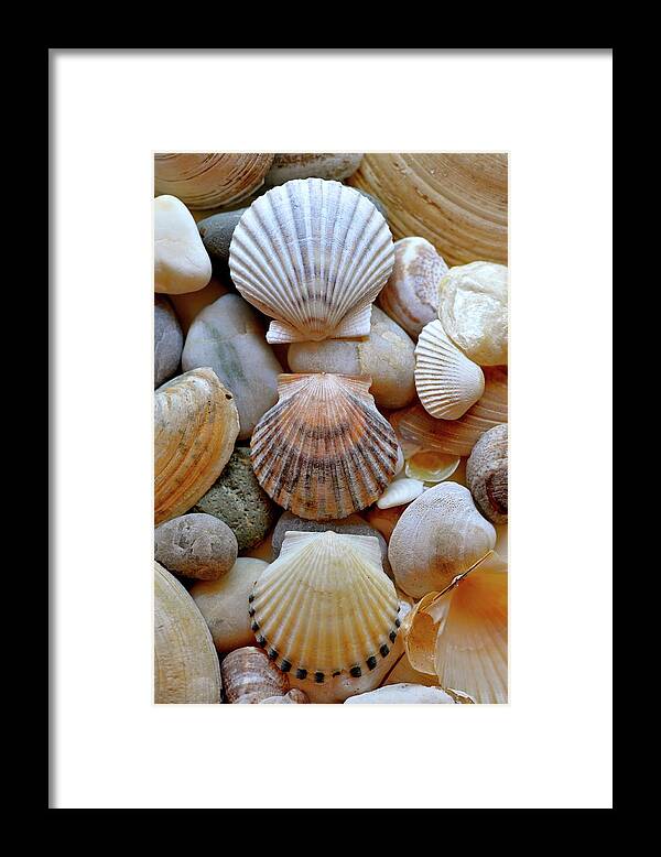 Seashells Framed Print featuring the photograph SHell Trio by Sue Morris