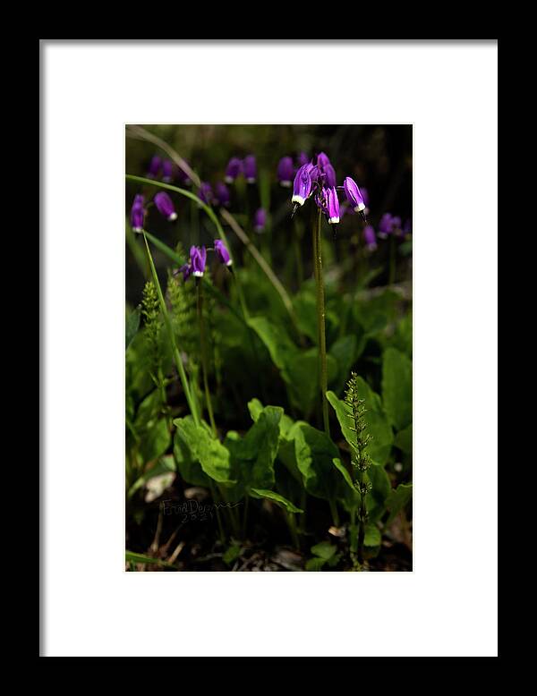 Shooting Star Framed Print featuring the photograph Shootingstars by Fred Denner