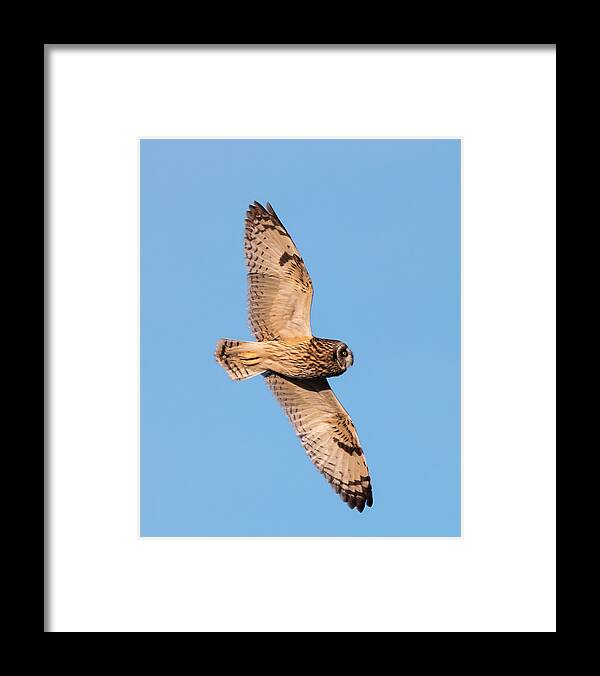 Loree Johnson Photography Framed Print featuring the photograph Short Eared Owl by Loree Johnson