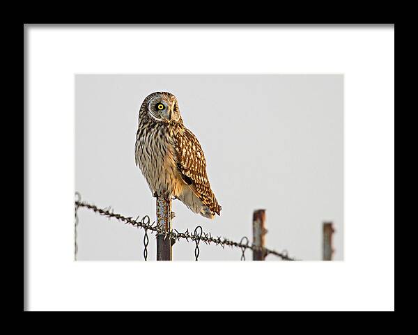 Birds Framed Print featuring the photograph Short-eared Owl by Wesley Aston