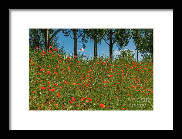 Gouda Framed Print featuring the photograph Shoulder of poppies by Casper Cammeraat