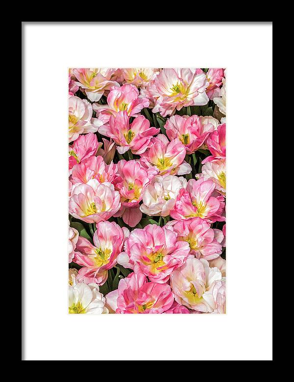 Tulip Framed Print featuring the photograph Show Stopper Tulips by Elvira Peretsman