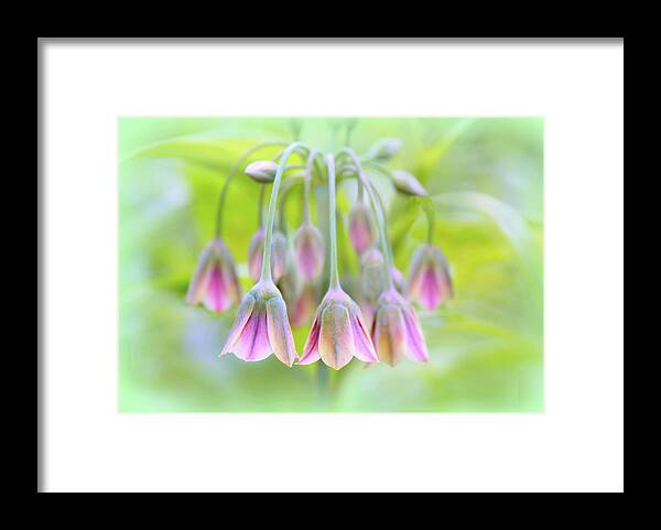 Sicilian Spice Flower Framed Print featuring the photograph Sicilian Spice Lily by Jessica Jenney