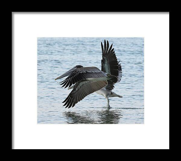 Pelicans Framed Print featuring the photograph Side by Side by Mingming Jiang