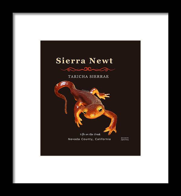 Sierra Newt Framed Print featuring the digital art Sierra Newt Taricha Sierrae by Lisa Redfern