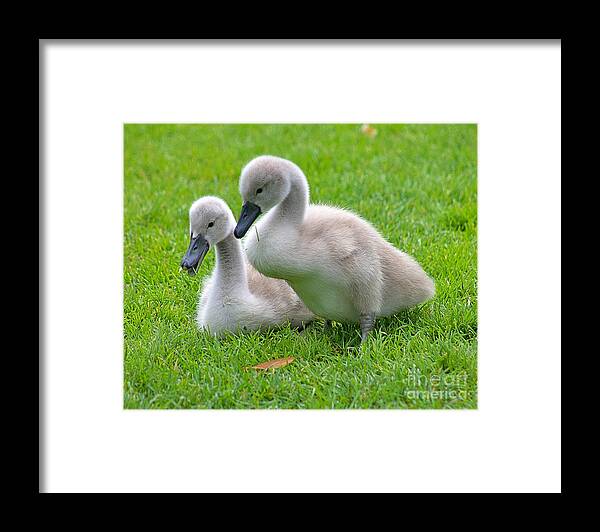 Signet Framed Print featuring the photograph Signet Siblings by Yvonne M Smith